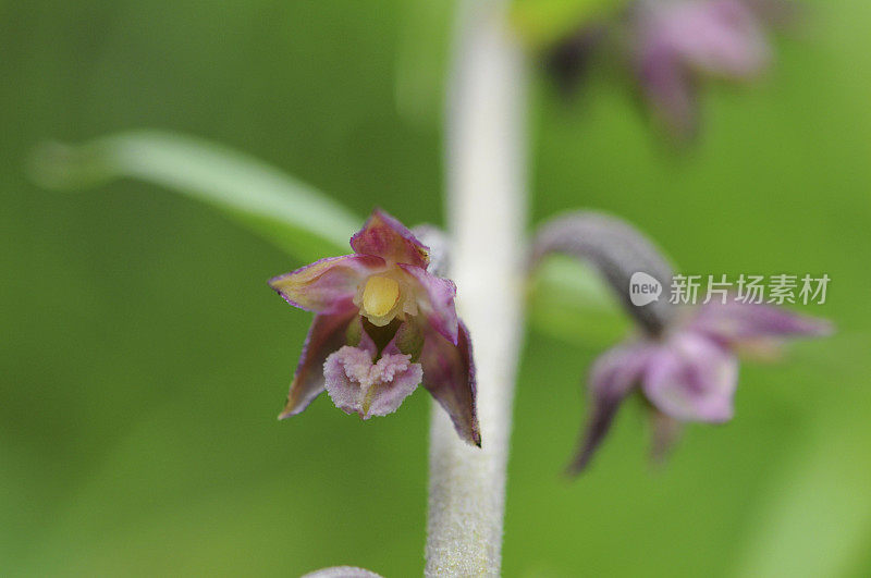 暗红色Helleborine (Epipactis atrorubens) ochid